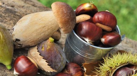 izvoz šumskih plodova