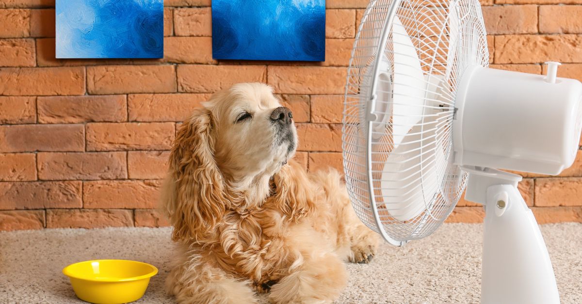 temperatura v službi