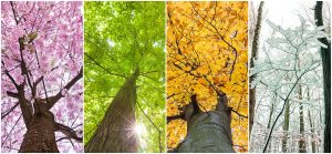 kdaj ustanoviti podjetje